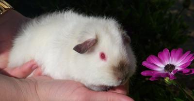 Hedwig