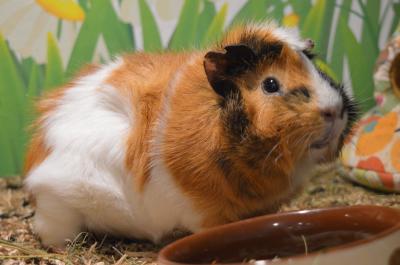 Obelix