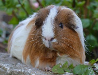 Rübe